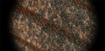 (Micro)scoping them out...