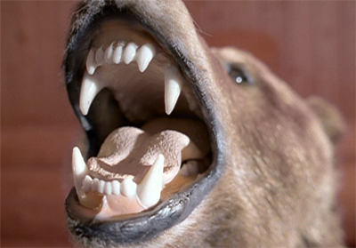 Hungry like the wolf...