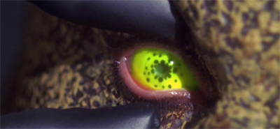 Eye see trouble ahead...
