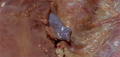 Fluke man wormed his way into our hearts...