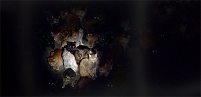 The dream of a thousand cats...