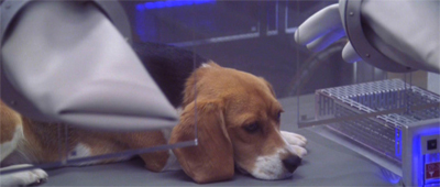 This makes Porthos a sad beagle...
