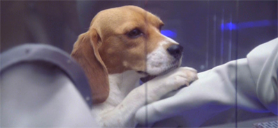 Dogged determination to cure Porthos...