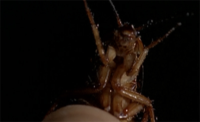 Cock(roach) of the walk...