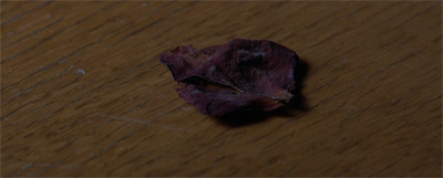 A delicate flower...