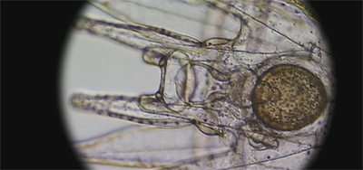 Celling the audience on these developments...