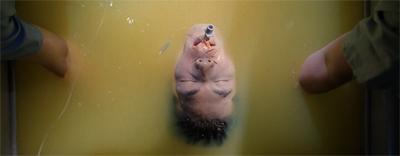 Submerged in his work...