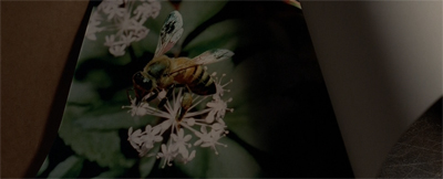 "Yes. This is what a bee looks like."