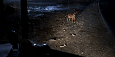 They were like wild animals...