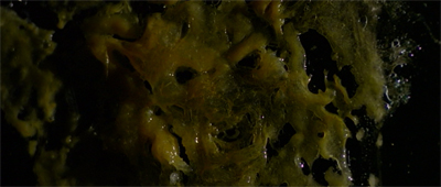 millennium-thecurseoffrankblack21