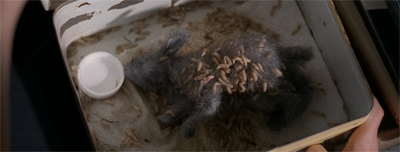 Run, rabbit, run, rabbit...