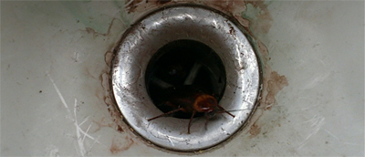 The world goes down the drain...