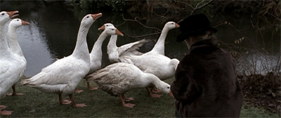 A wild goose chase...