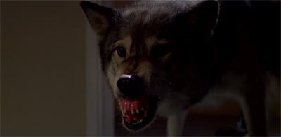 Hungry like the wolf...