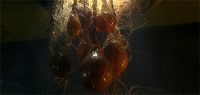 "I think it's ornamental..."