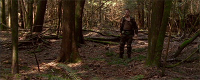 Lost in the woods...