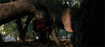 Gone to the birds...