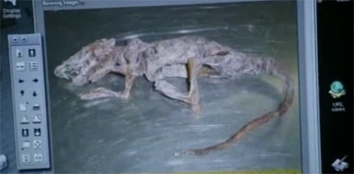 No bones about it...